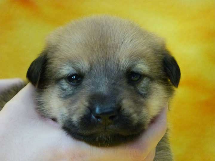 chinook puppy